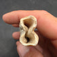 Pliohippus Tooth-Oklahoma 005