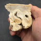 Teleoceras Tooth-Oklahoma 004