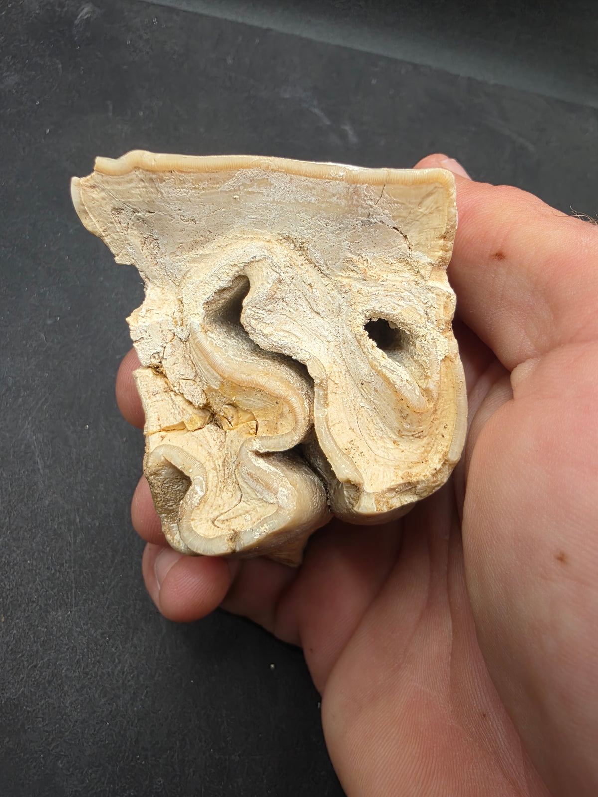Teleoceras Tooth-Oklahoma 004