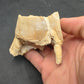 Teleoceras Tooth-Oklahoma 004