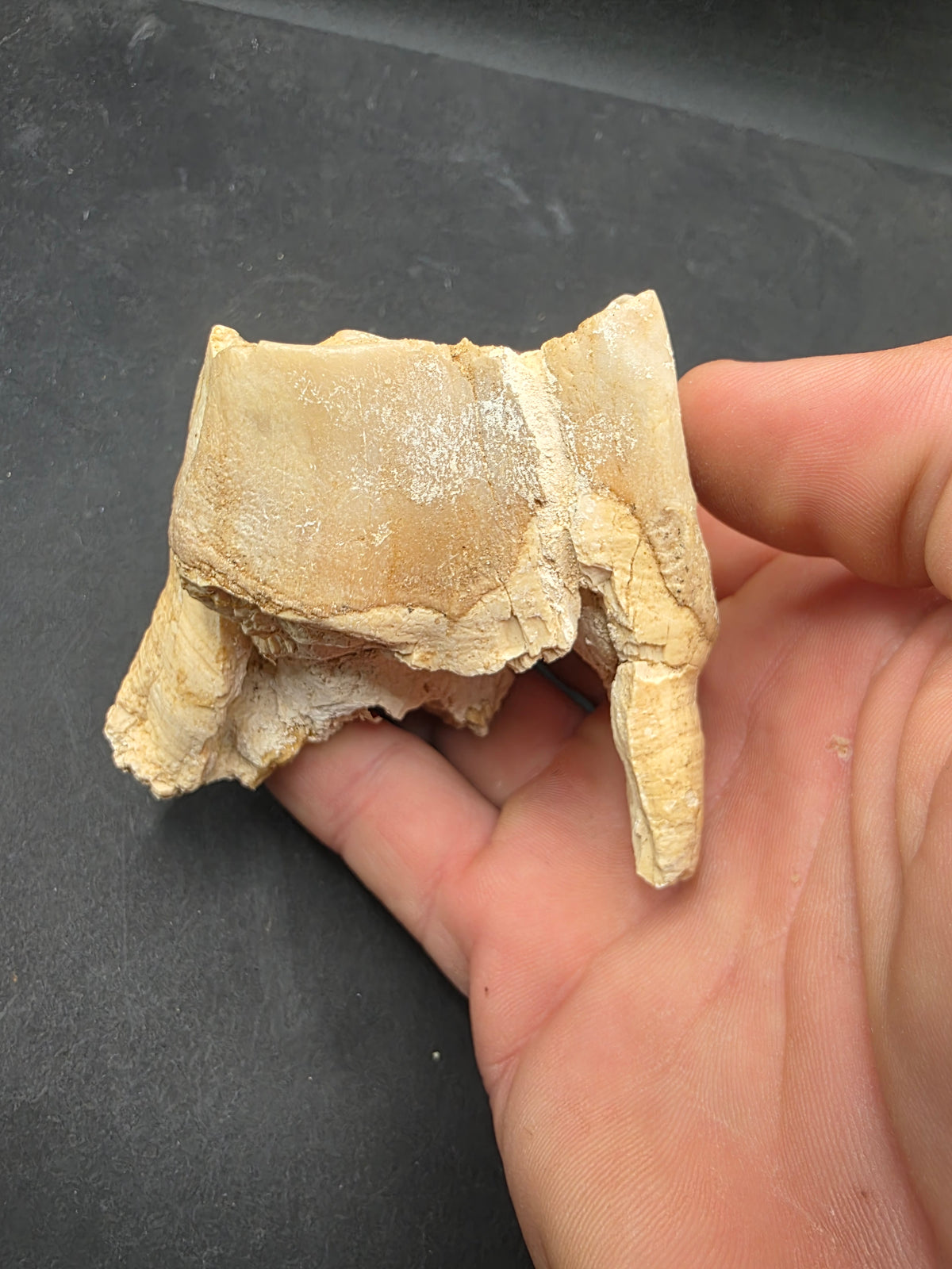 Teleoceras Tooth-Oklahoma 004