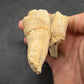 Teleoceras Tooth-Oklahoma 004