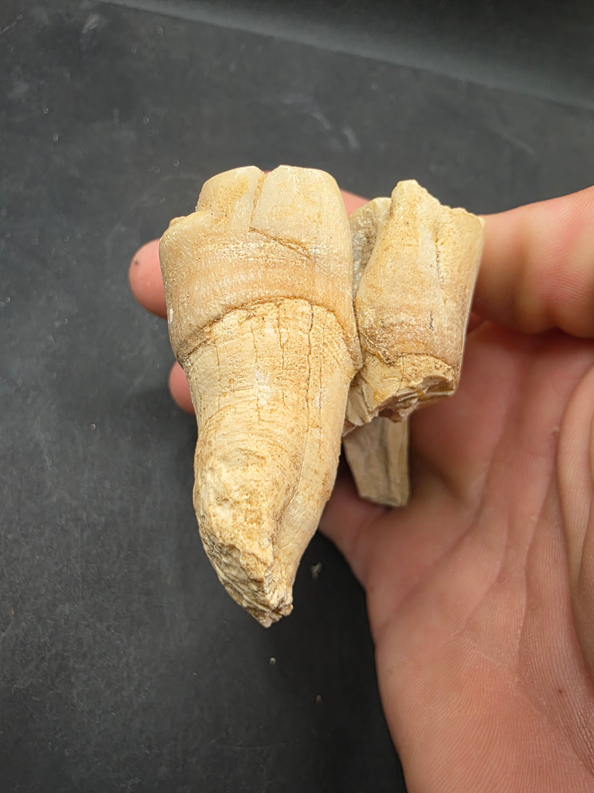 Teleoceras Tooth-Oklahoma 004