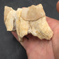 Teleoceras Tooth-Oklahoma 004