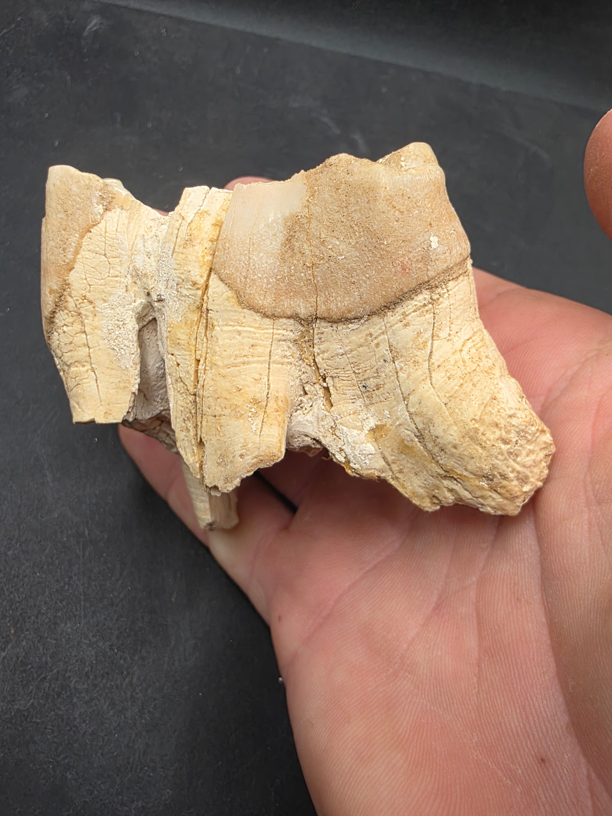 Teleoceras Tooth-Oklahoma 004