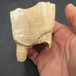 Teleoceras Tooth-Oklahoma 004