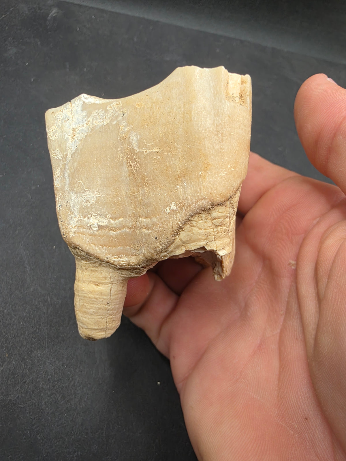 Teleoceras Tooth-Oklahoma 004