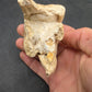 Teleoceras Tooth-Oklahoma 004