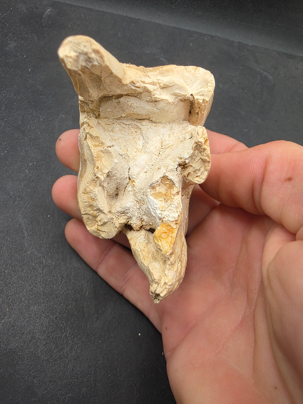 Teleoceras Tooth-Oklahoma 004
