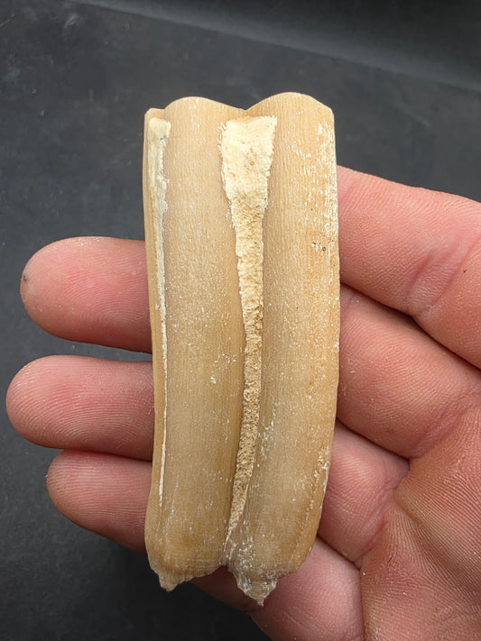 Pliohippus Tooth-Oklahoma 002