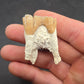 Dinohippus Tooth-Nebraska 001