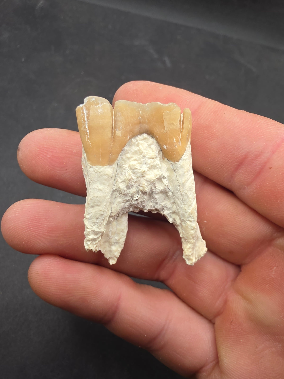 Dinohippus Tooth-Nebraska 001