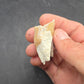 Dinohippus Tooth-Nebraska 001