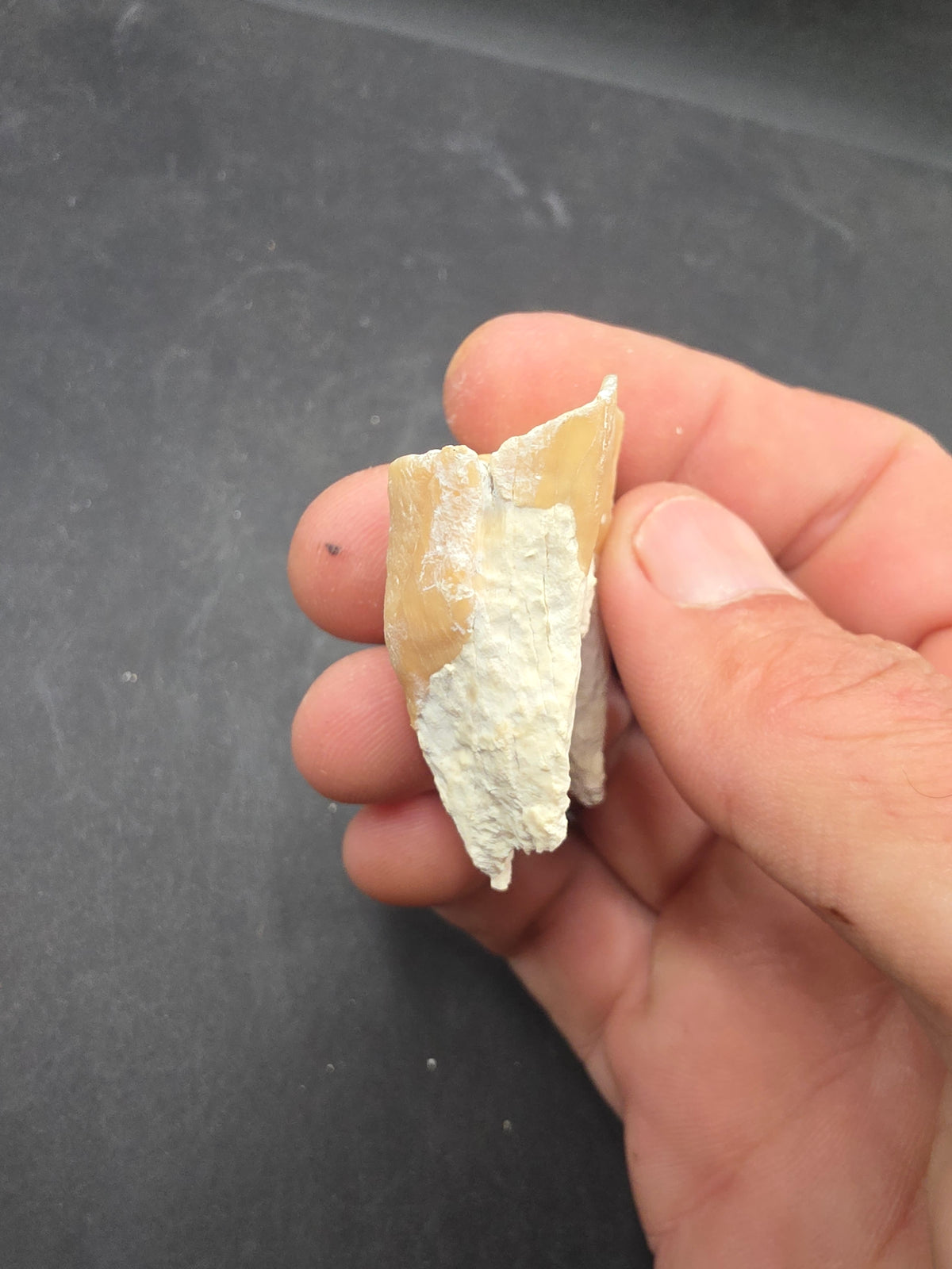 Dinohippus Tooth-Nebraska 001