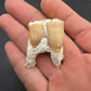 Dinohippus Tooth-Nebraska 001