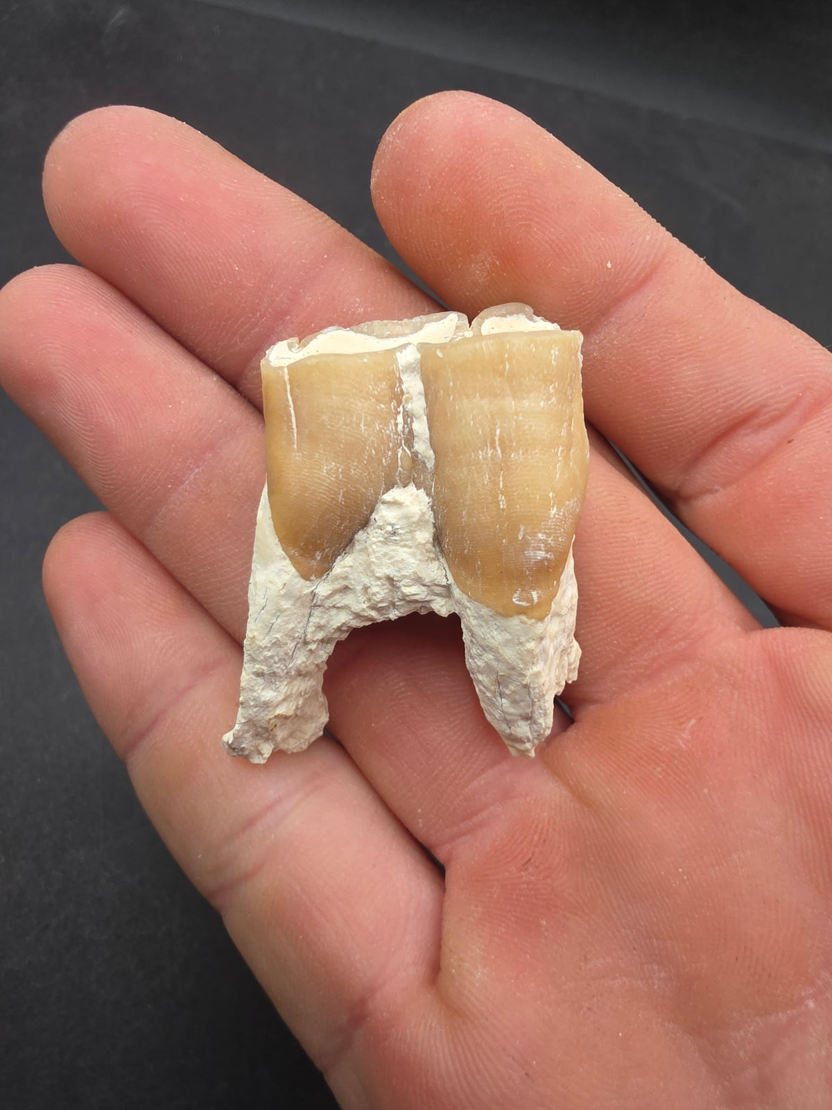 Dinohippus Tooth-Nebraska 001