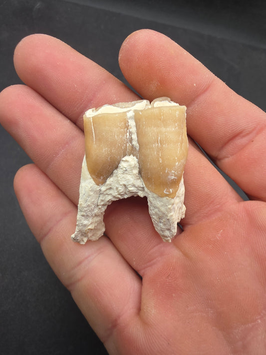 Dinohippus Tooth-Nebraska 001