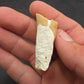 Dinohippus Tooth-Nebraska 001