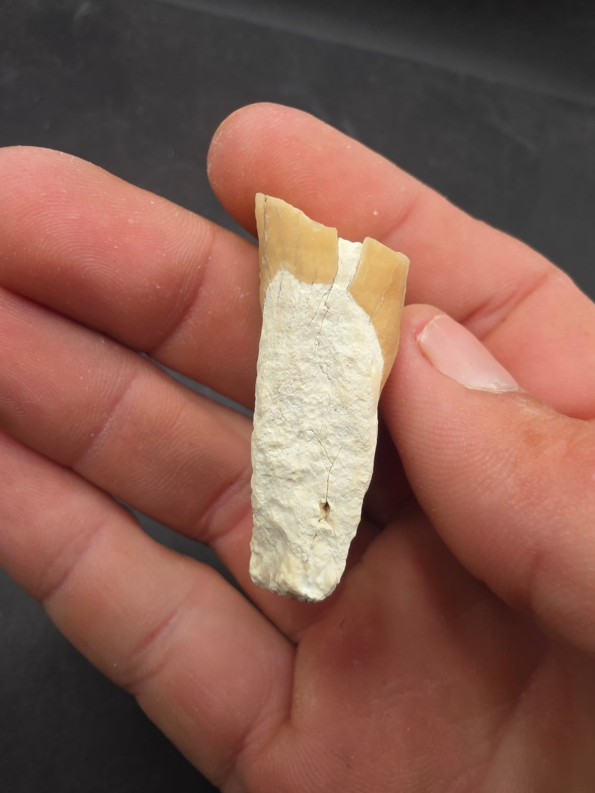 Dinohippus Tooth-Nebraska 001