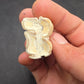 Dinohippus Tooth-Nebraska 001