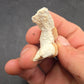 Dinohippus Tooth-Nebraska 001