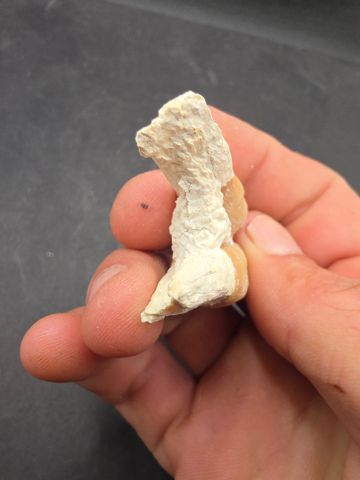 Dinohippus Tooth-Nebraska 001