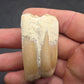 Pliohippus Tooth-Oklahoma 003