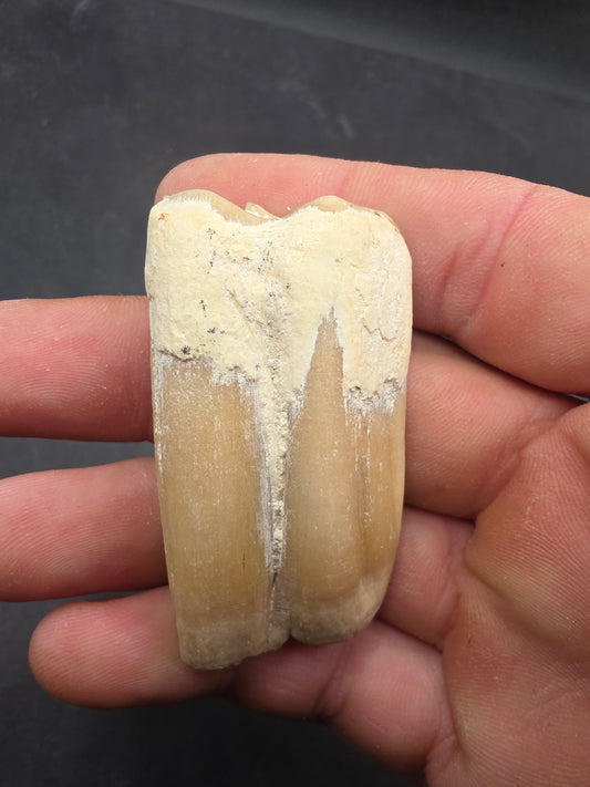Pliohippus Tooth-Oklahoma 003