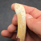 Pliohippus Tooth-Oklahoma 003