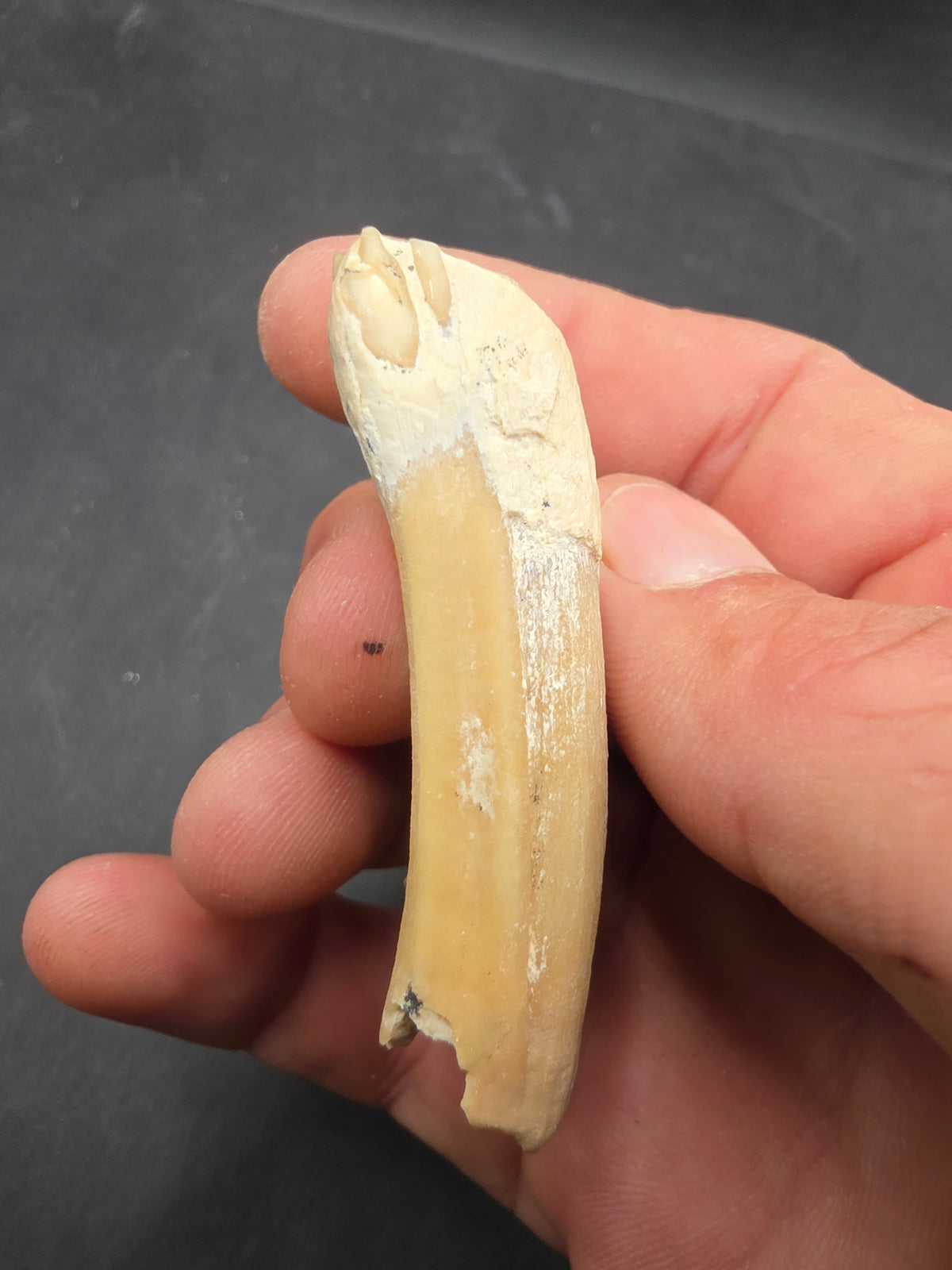 Pliohippus Tooth-Oklahoma 003