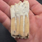 Pliohippus Tooth-Oklahoma 003