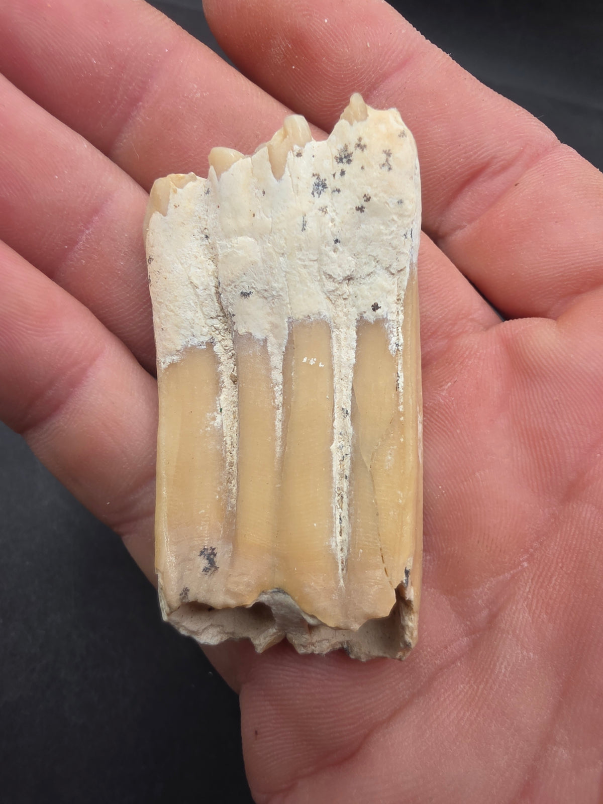 Pliohippus Tooth-Oklahoma 003