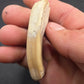 Pliohippus Tooth-Oklahoma 003