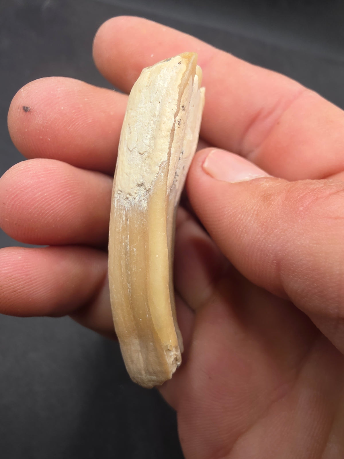 Pliohippus Tooth-Oklahoma 003
