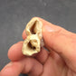 Pliohippus Tooth-Oklahoma 003