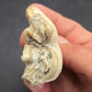Pliohippus Tooth-Oklahoma 003