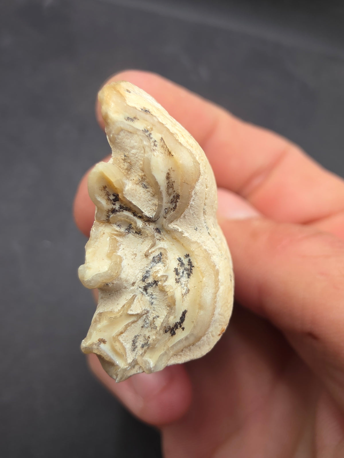 Pliohippus Tooth-Oklahoma 003