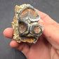 Desmostylus hesperus Tooth-California