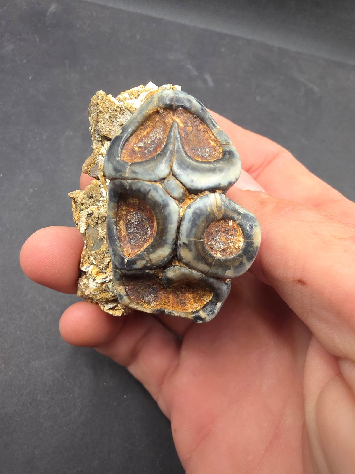 Desmostylus hesperus Tooth-California