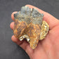 Desmostylus hesperus Tooth-California