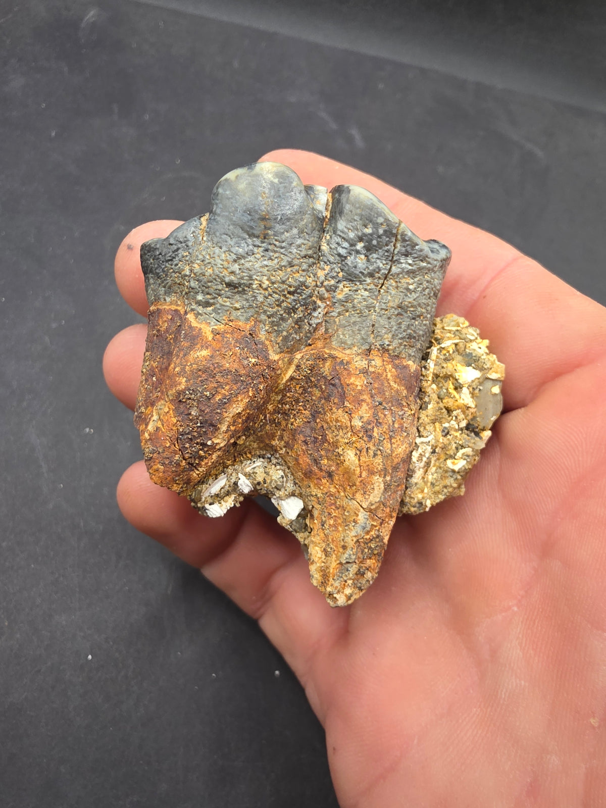 Desmostylus hesperus Tooth-California