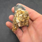 Desmostylus hesperus Tooth-California