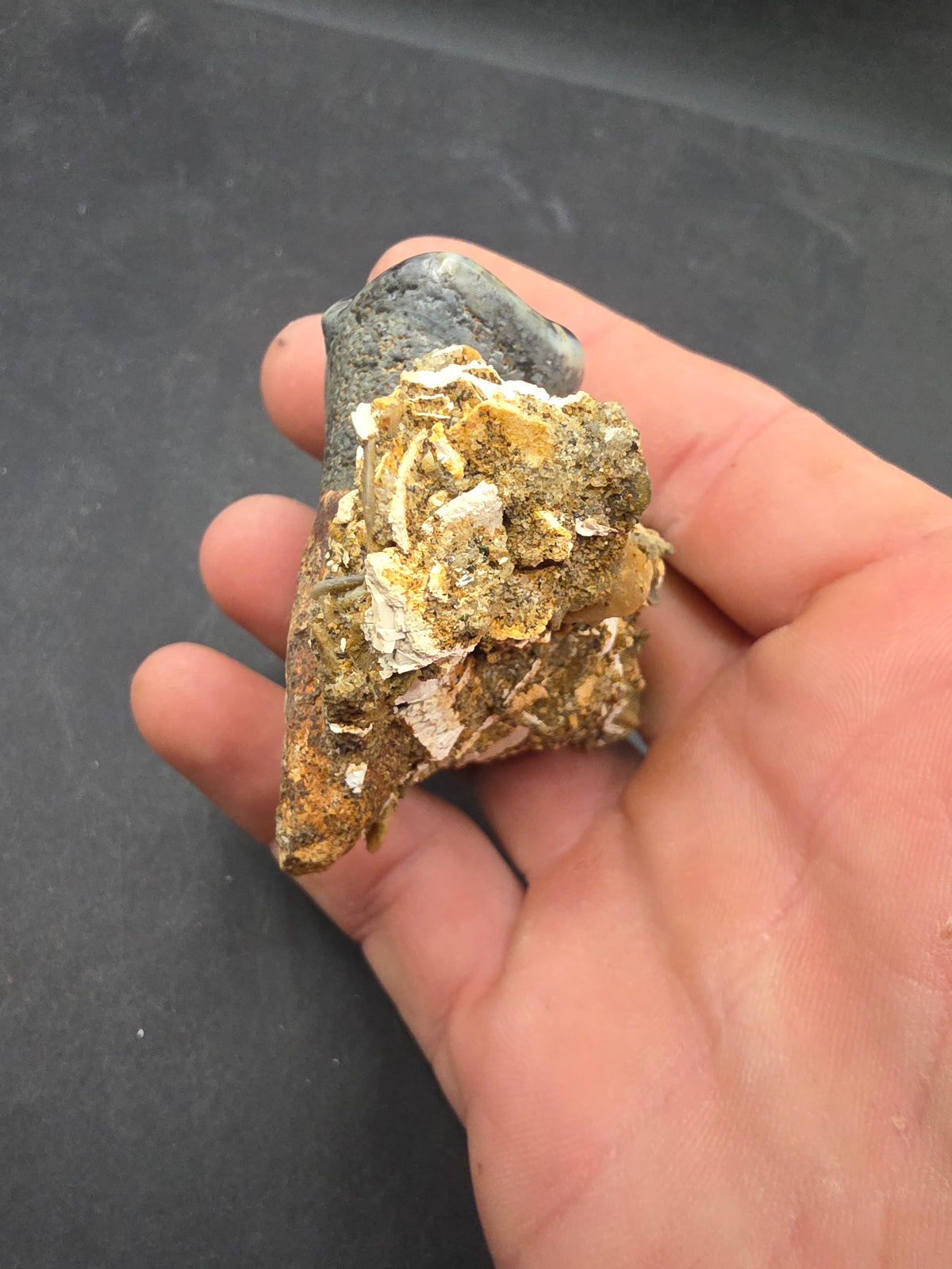Desmostylus hesperus Tooth-California