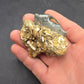 Desmostylus hesperus Tooth-California