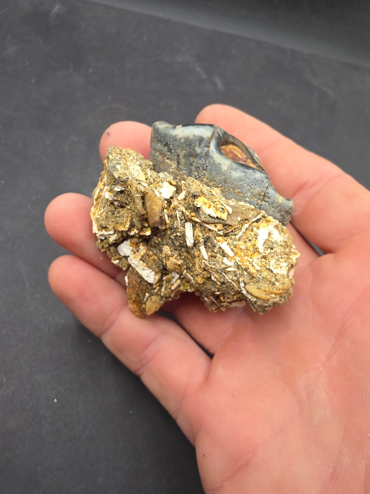 Desmostylus hesperus Tooth-California