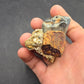 Desmostylus hesperus Tooth-California