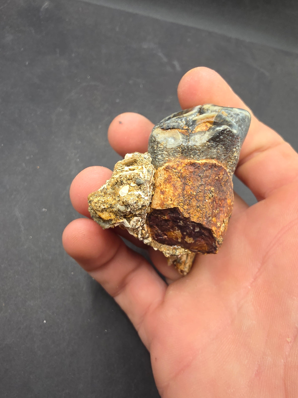 Desmostylus hesperus Tooth-California
