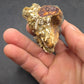 Desmostylus hesperus Tooth-California