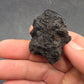 Hydrophilius sp.-California 001