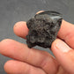 Hydrophilius sp.-California 001